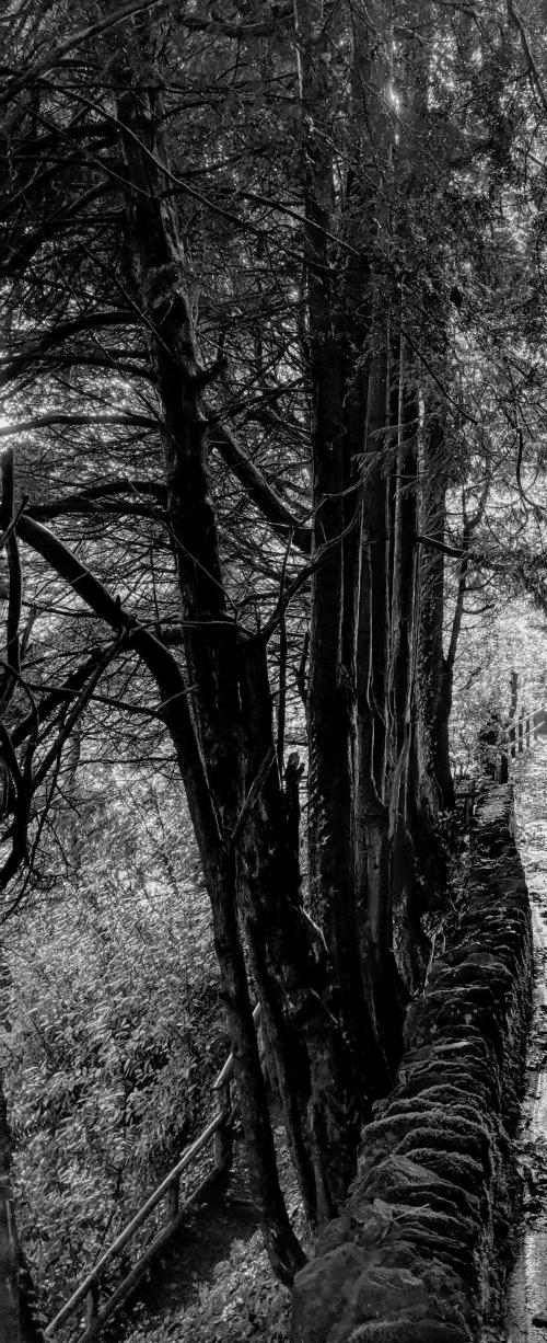trees.jpg_1582479891